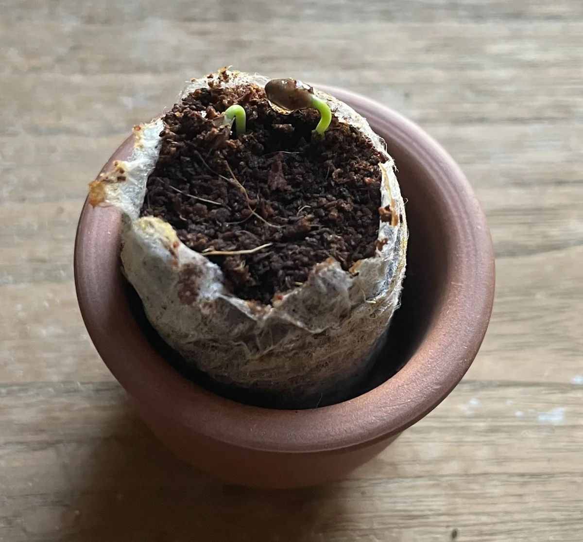 発芽した黒松